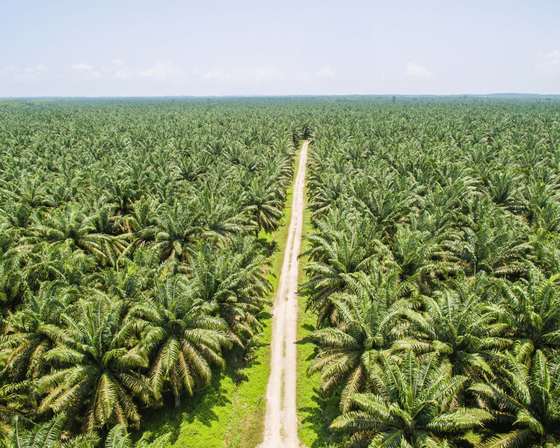 PLANTATION